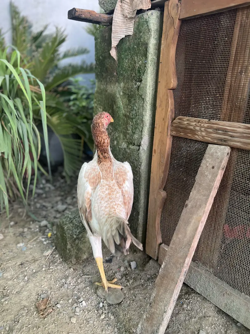 German o shamo 1male and 2female — photo 8