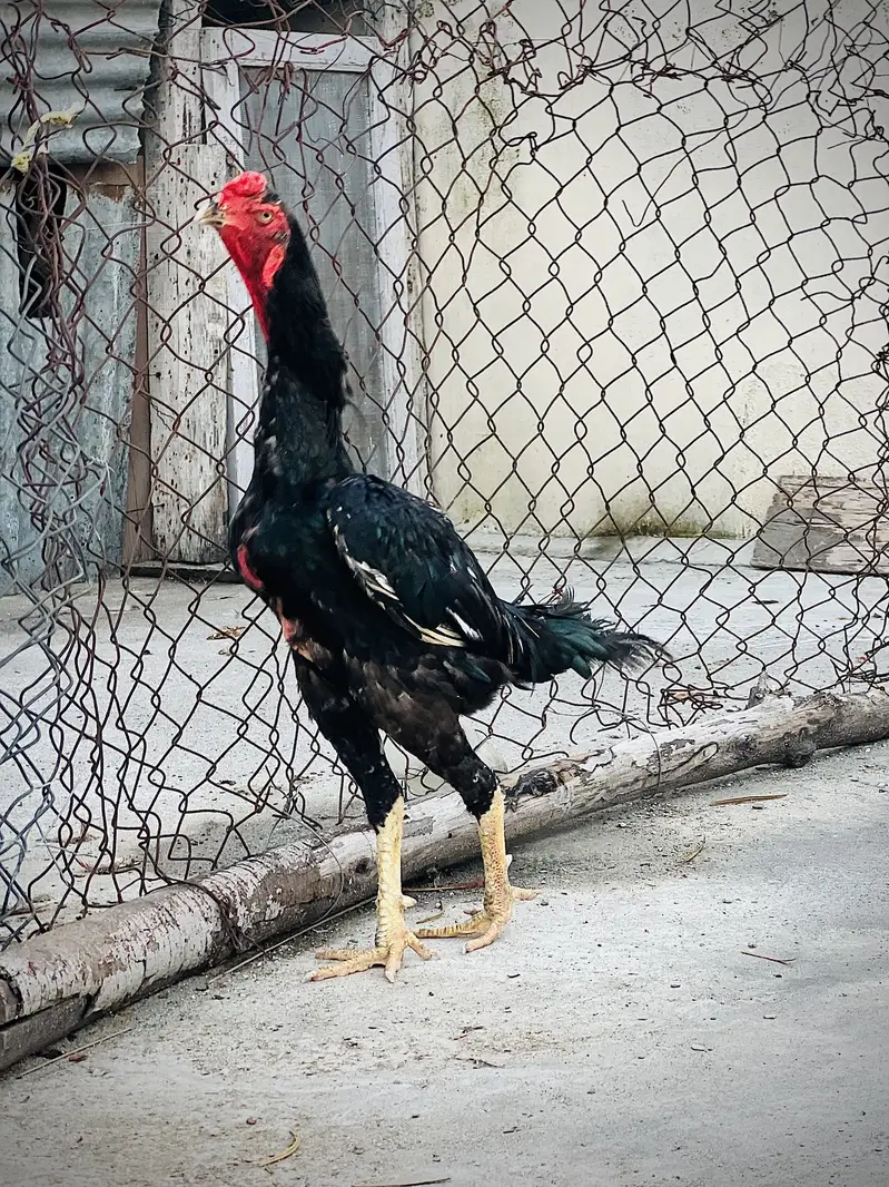 German o shamo 1male and 2female — photo 9
