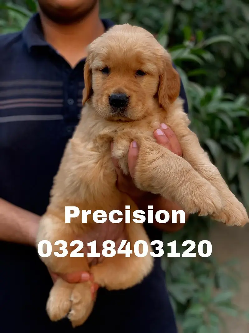 Pedigree Golden retriever puppies available for sale — photo 2