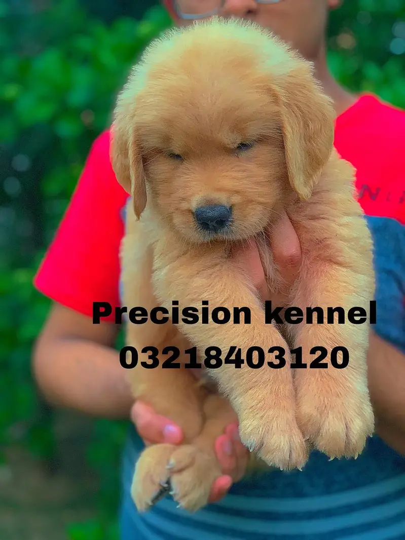 Pedigree Golden retriever puppies available for sale — photo 5
