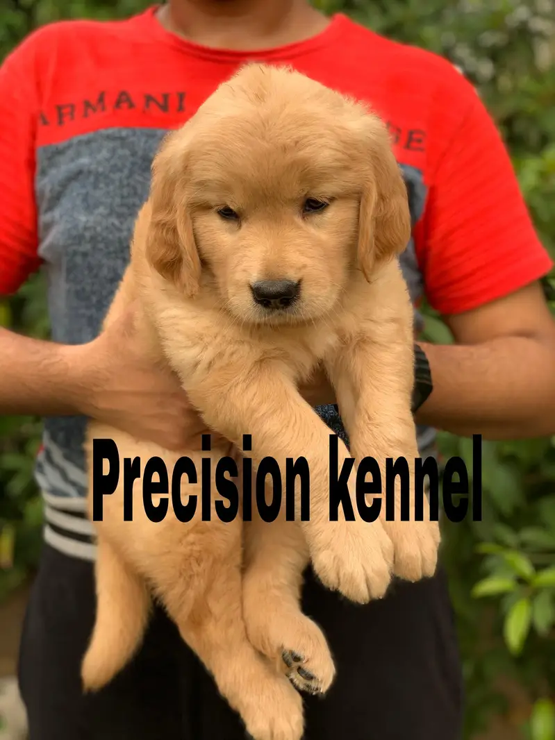 Pedigree Golden retriever puppies available for sale — photo 6