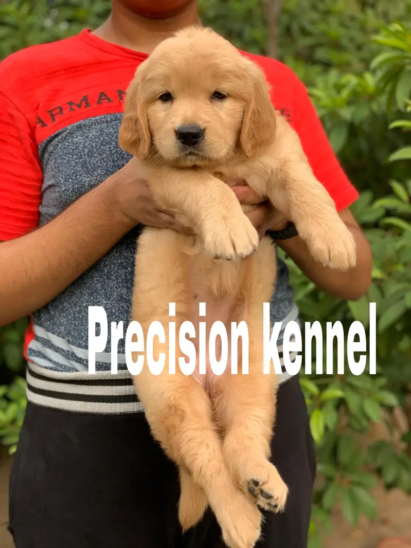 Pedigree Golden retriever puppies available for sale — photo 7