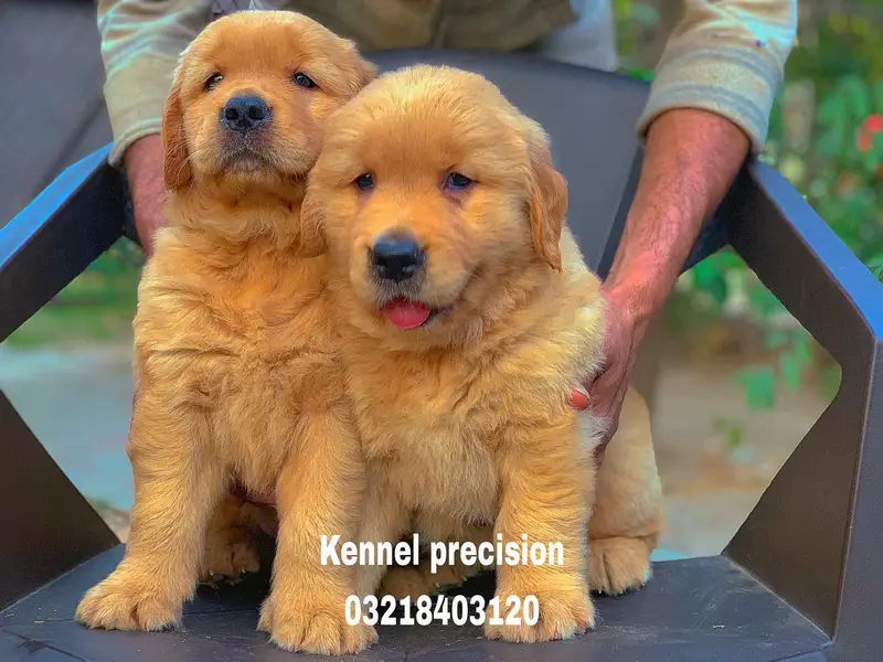 Pedigree Golden retriever puppies available for sale — photo 9