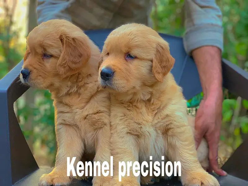 Pedigree Golden retriever puppies available for sale — photo 11