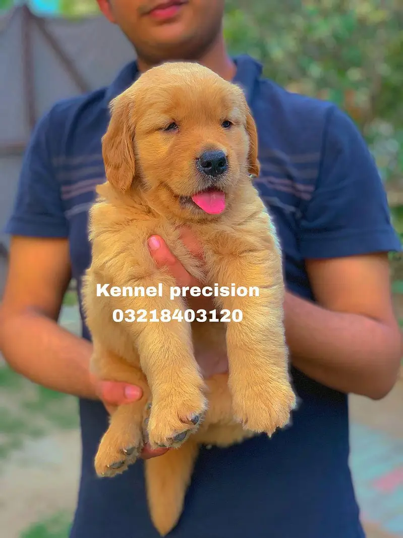 Pedigree Golden retriever puppies available for sale — photo 4