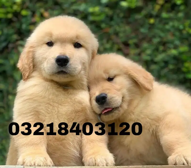 Pedigree Golden retriever puppies available for sale — photo 10