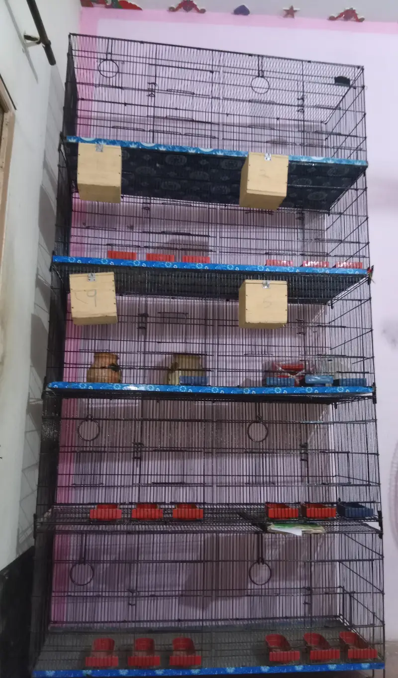 Cage for Java, Finch, Dove, Love Birds, Cocktail and Ringneck