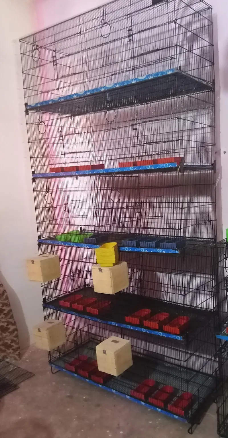 Cage for Java, Finch, Dove, Love Birds, Cocktail and Ringneck — photo 4