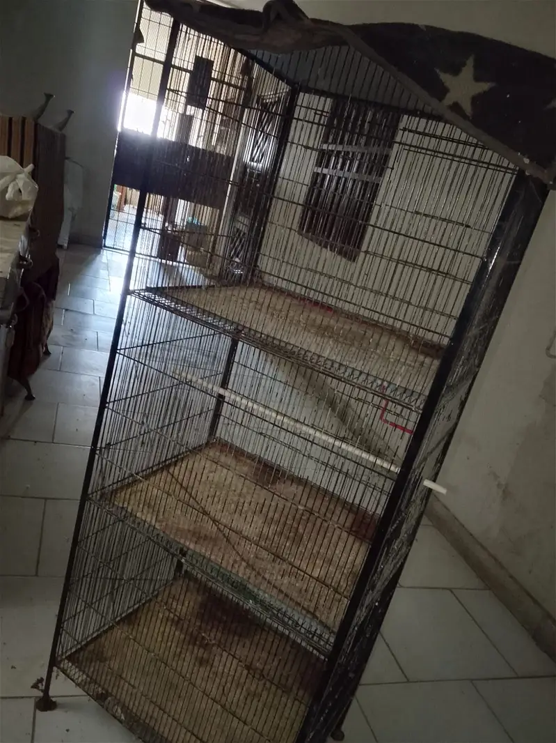 Birds caige peenjra — photo 2