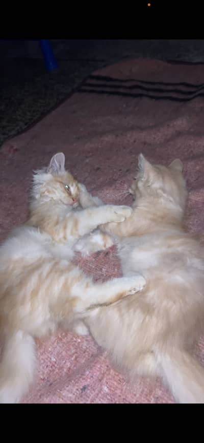 Male female cittens for sale serious byer can contact