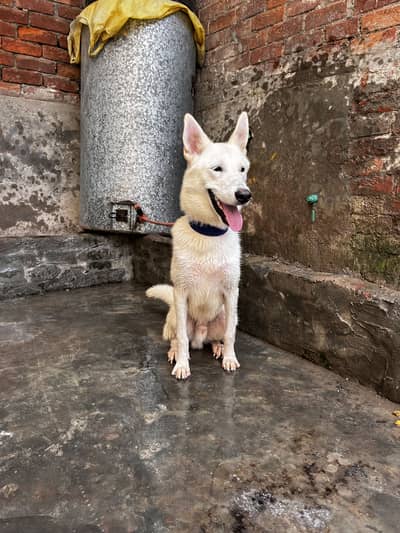 white german shepherd, husky, dog