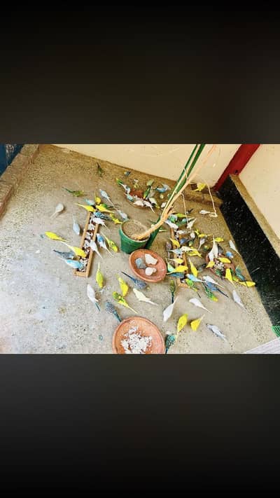 I am selling my pads Bugri colony sub anday bcho walay 70 80 hen