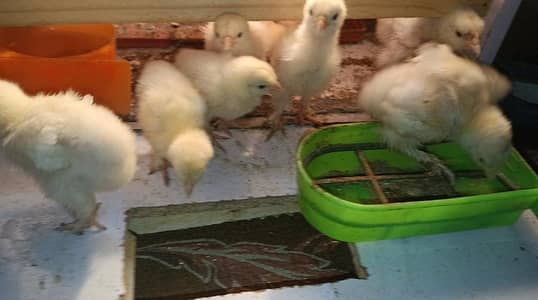 White Buff Chicks and Adult