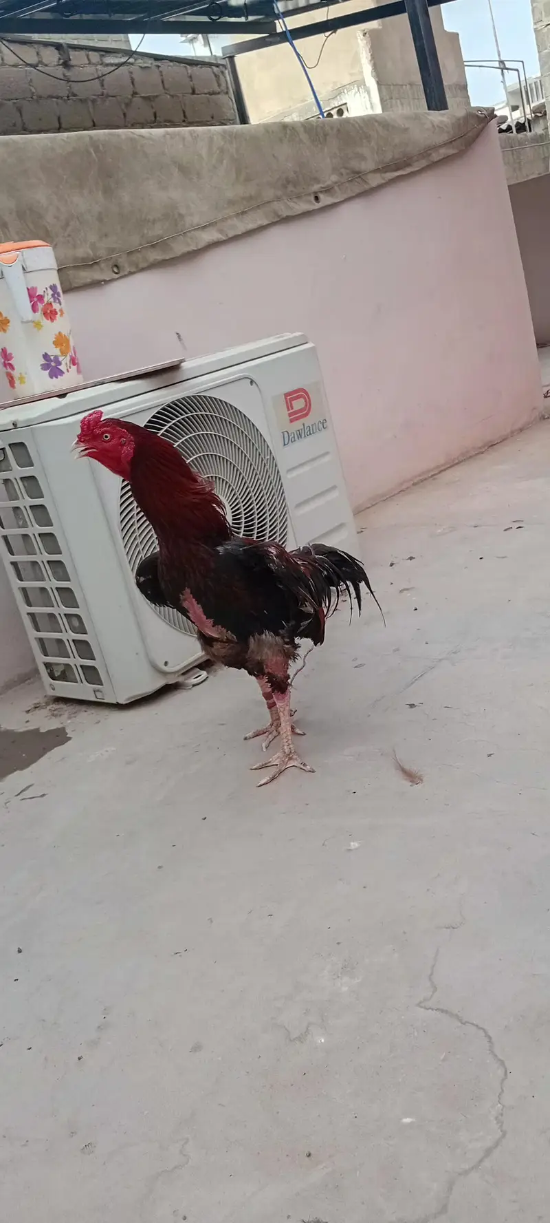 Aseel mianwali male with cage complete setup — photo 2