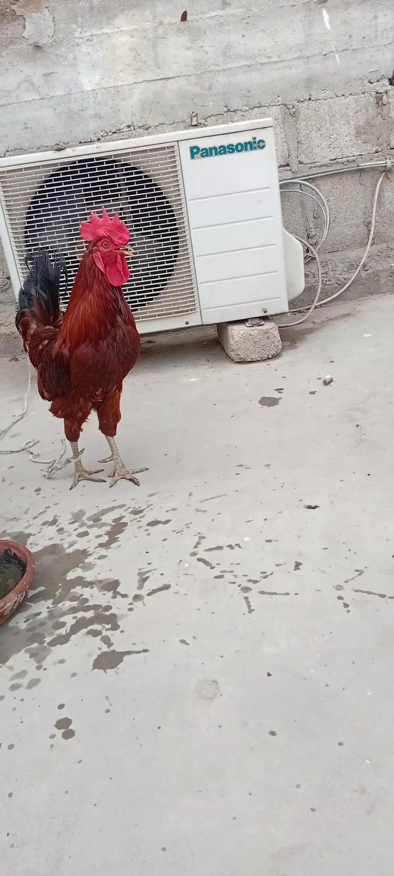 Aseel mianwali male with cage complete setup — photo 3