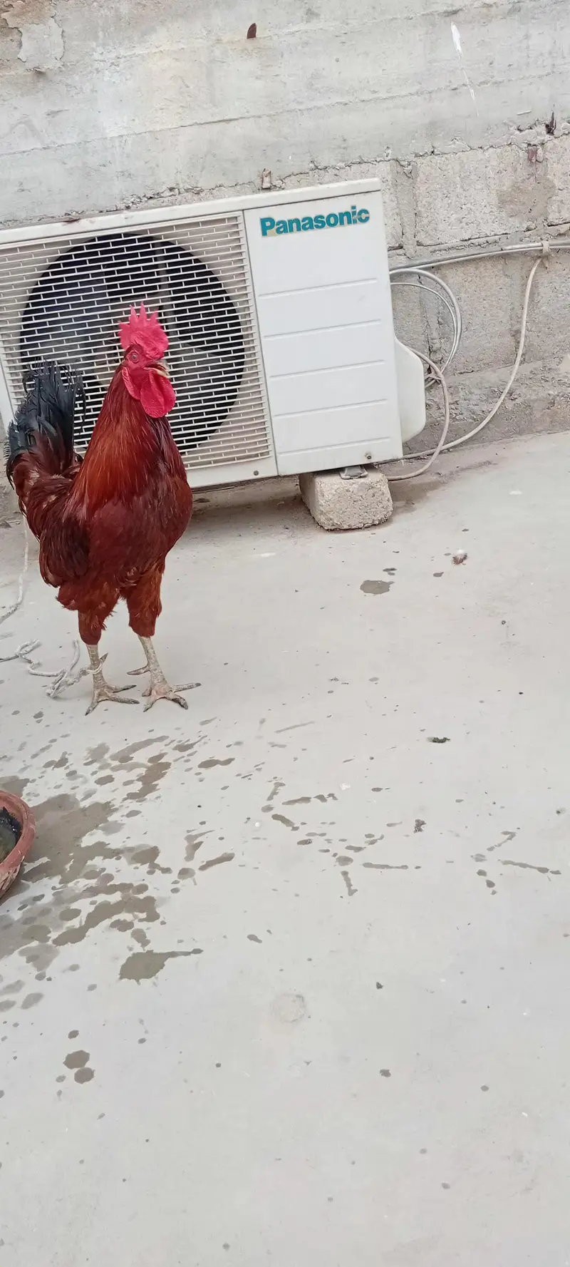 Aseel mianwali male with cage complete setup — photo 4