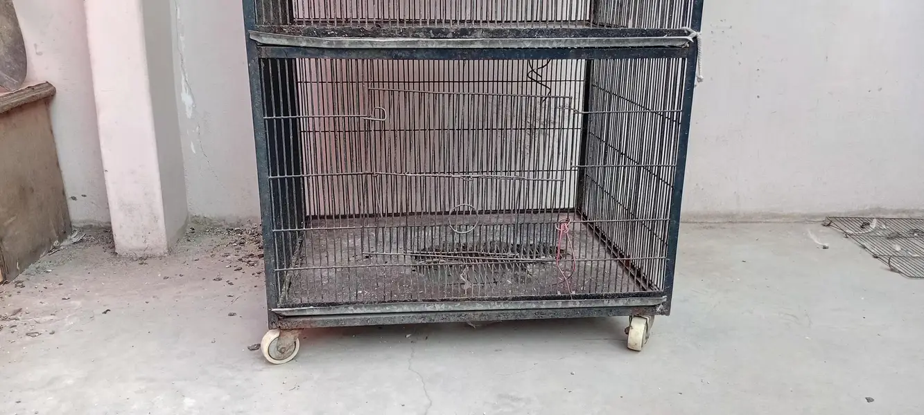 Aseel mianwali male with cage complete setup — photo 6