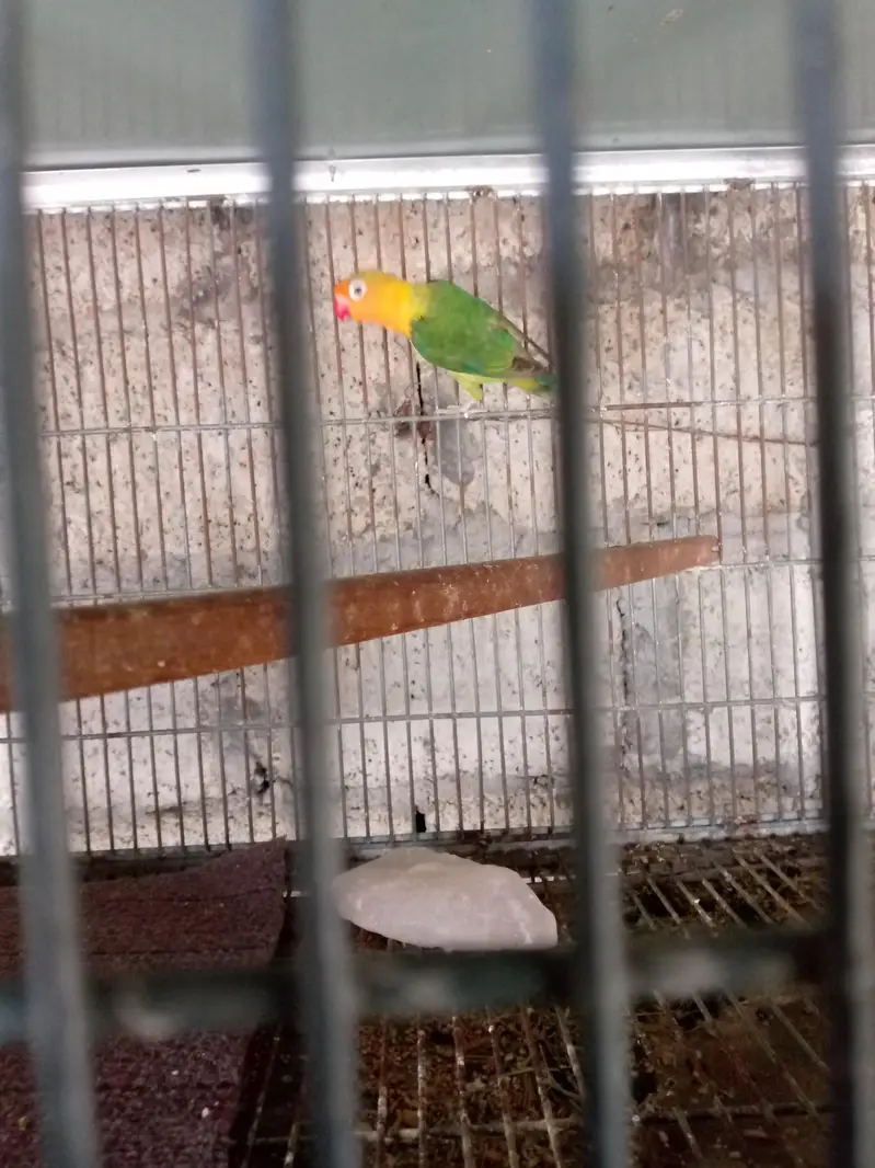 love birds — photo 2