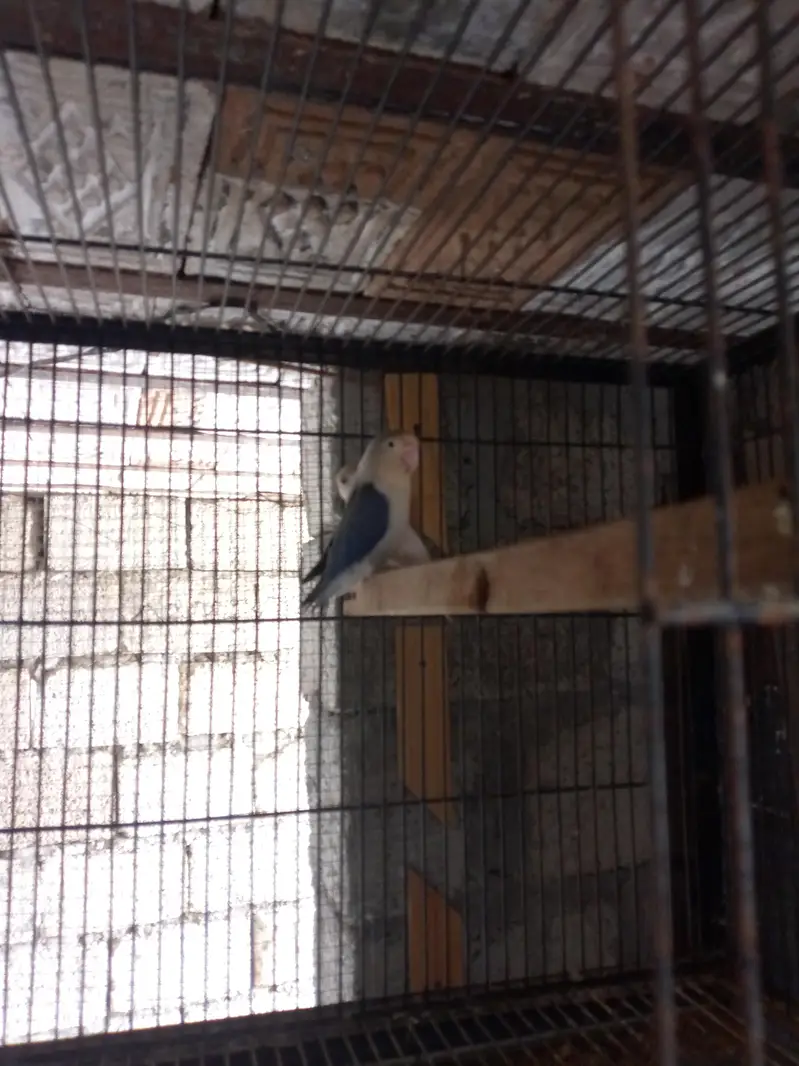love birds — photo 3