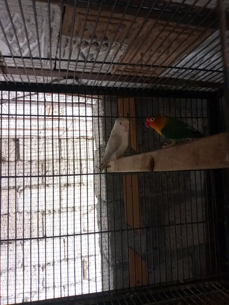 love birds — photo 4