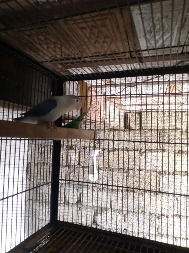 love birds — photo 5