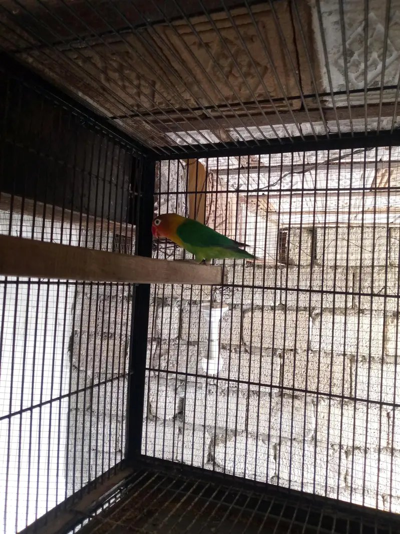 love birds — photo 6