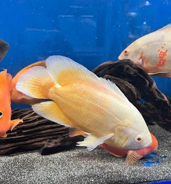Oscars available watsapp 03288066987 — photo 2