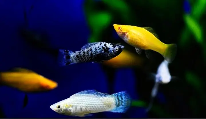 Oscars available watsapp 03288066987 — photo 3