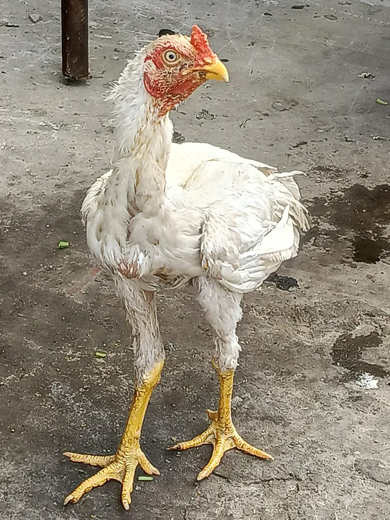 Hira murga loghit achi nasal ka janwar white eye 03249430851 — photo 4