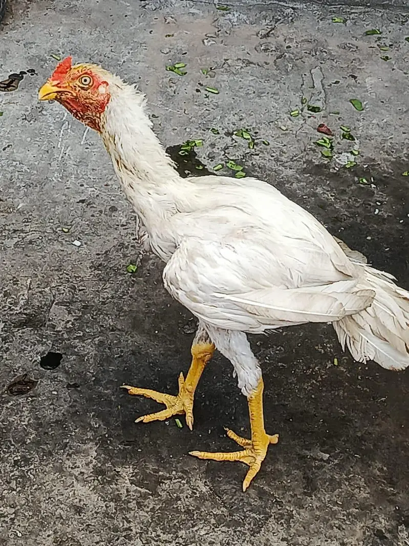 Hira murga loghit achi nasal ka janwar white eye 03249430851 — photo 6