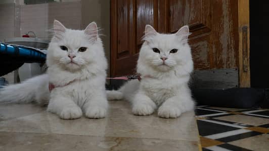 Persian Pair for sale