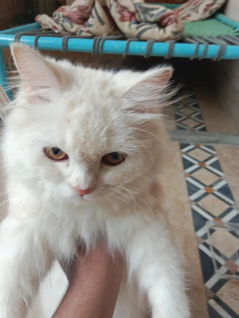 Persian Pair for sale Negotiable — photo 3