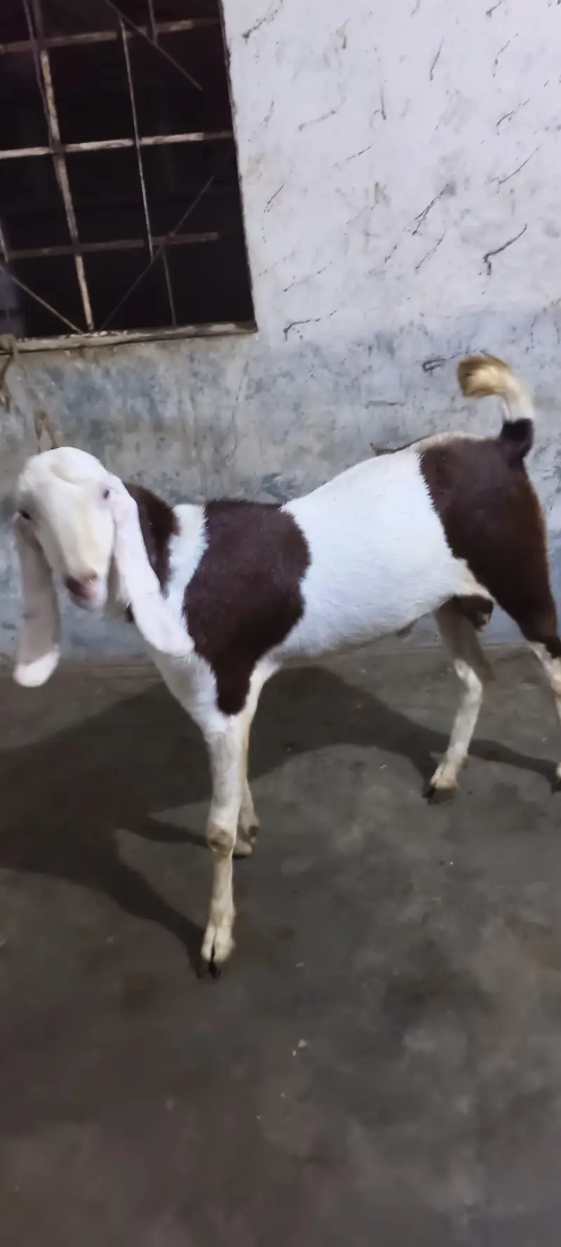 Breeder For Sale — photo 2