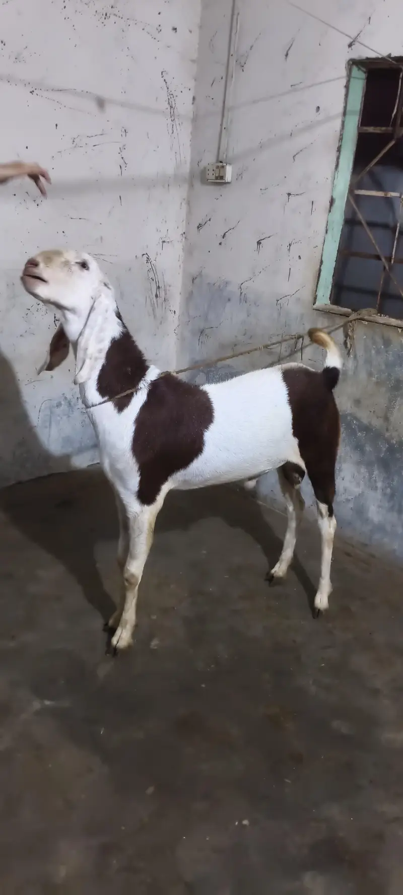 Breeder For Sale — photo 3