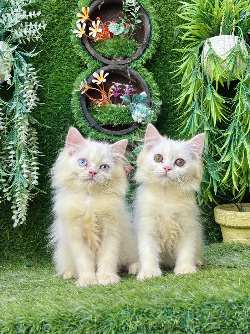 Beautiful Healthy kittens — photo 2