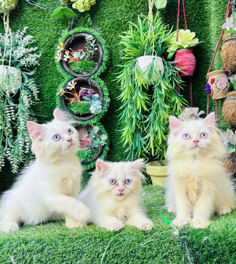 Beautiful Healthy kittens — photo 3