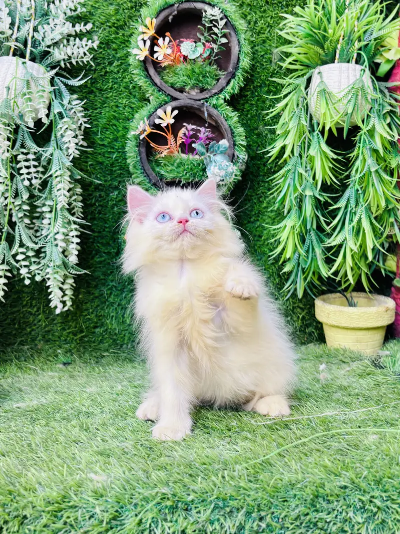 Beautiful Healthy kittens — photo 4