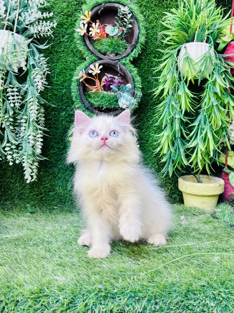 Beautiful Healthy kittens — photo 5