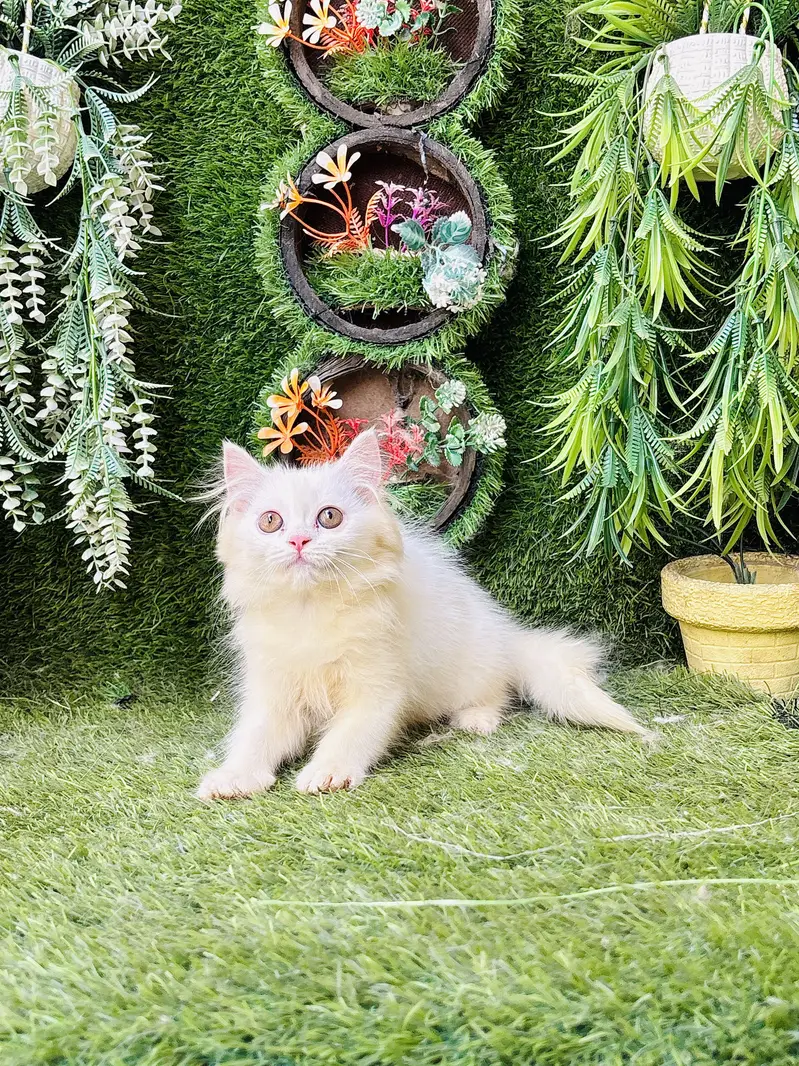 Beautiful Healthy kittens — photo 6