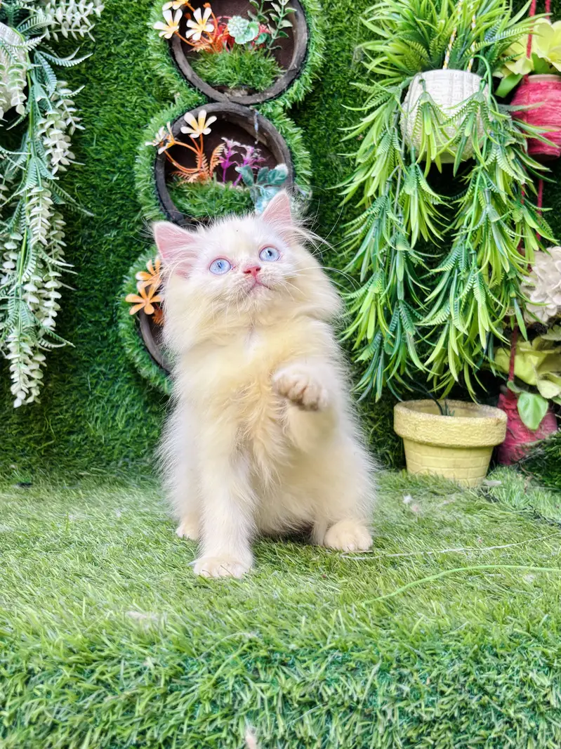 Beautiful Healthy kittens — photo 7