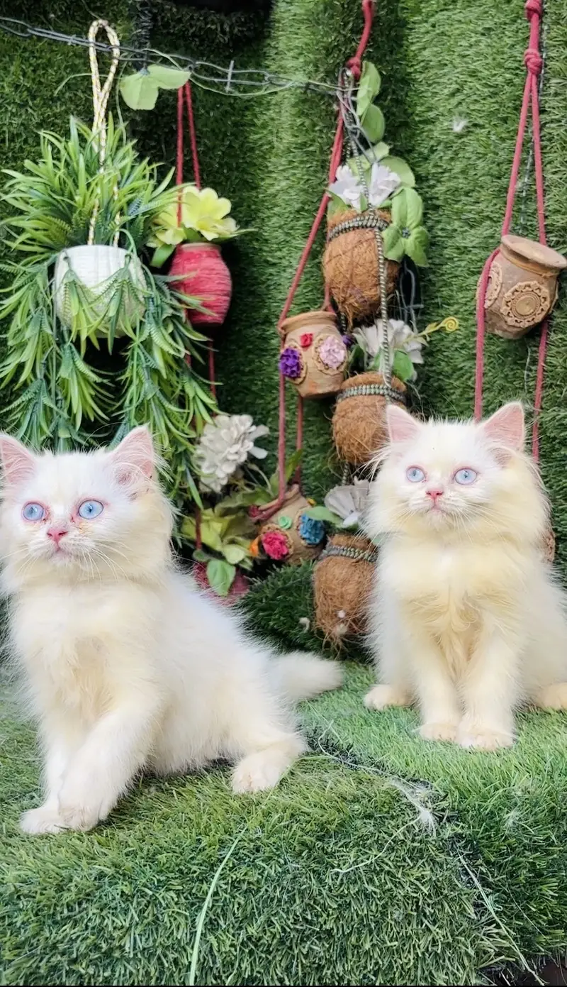 Beautiful Healthy kittens — photo 8