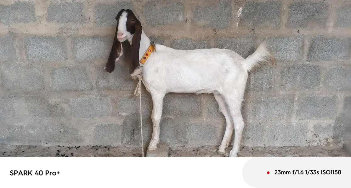 phatt for sell 03128598539 — photo 2