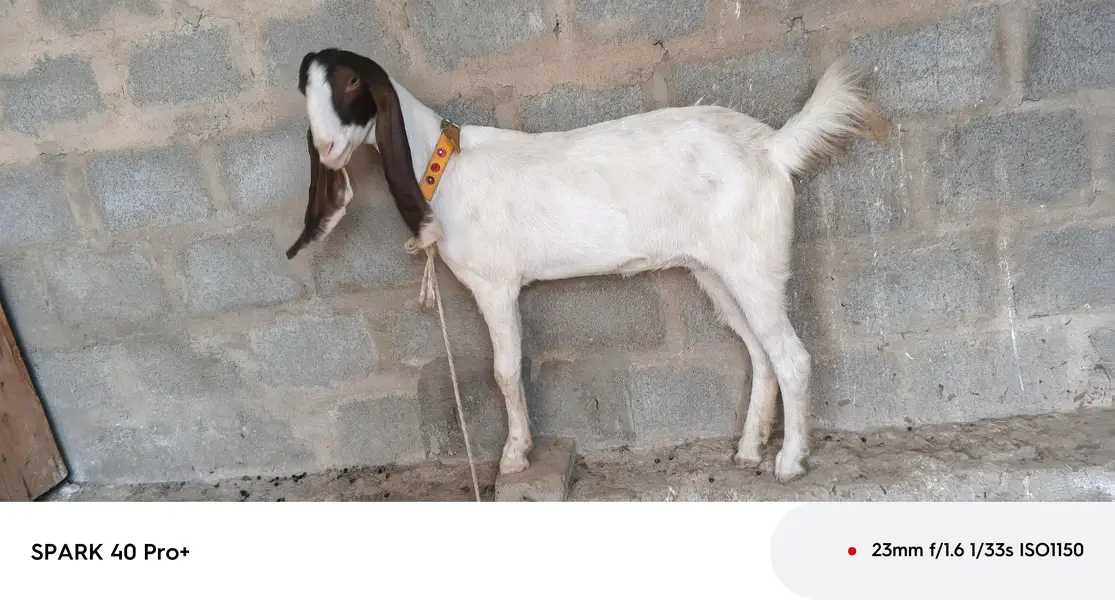 phatt for sell 03128598539 — photo 3