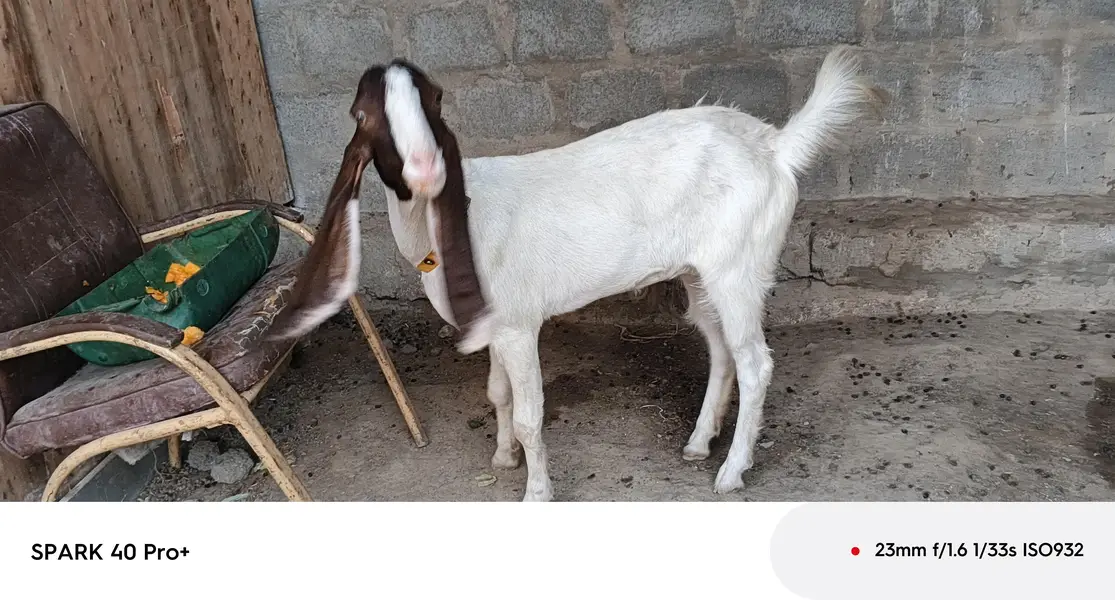 phatt for sell 03128598539 — photo 4