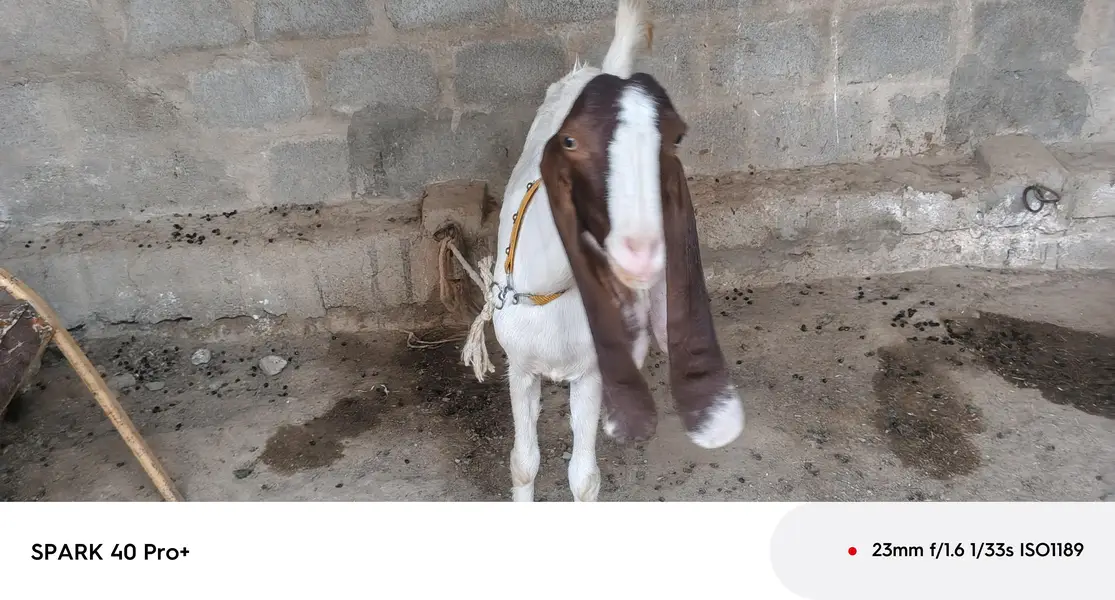 phatt for sell 03128598539 — photo 5