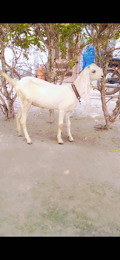 Bakri | chatra  |sheep |Goat |  Beetal