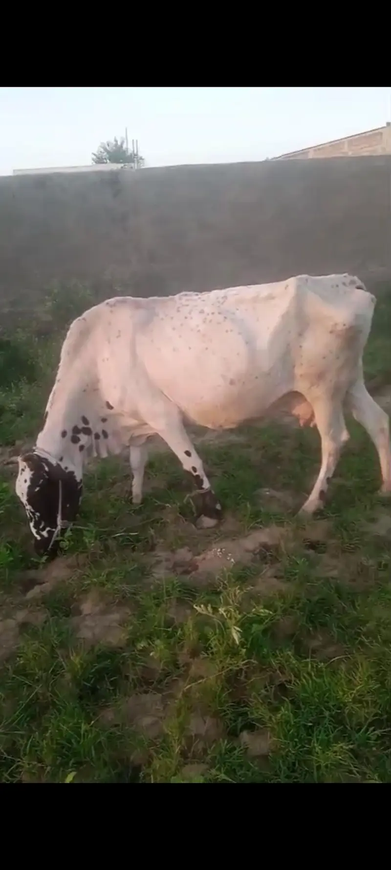 2 cow for sale ak k sat bacha hy — photo 2