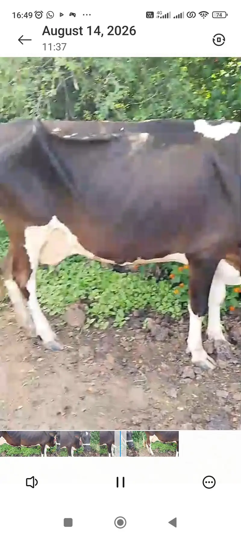 2 cow for sale ak k sat bacha hy — photo 3