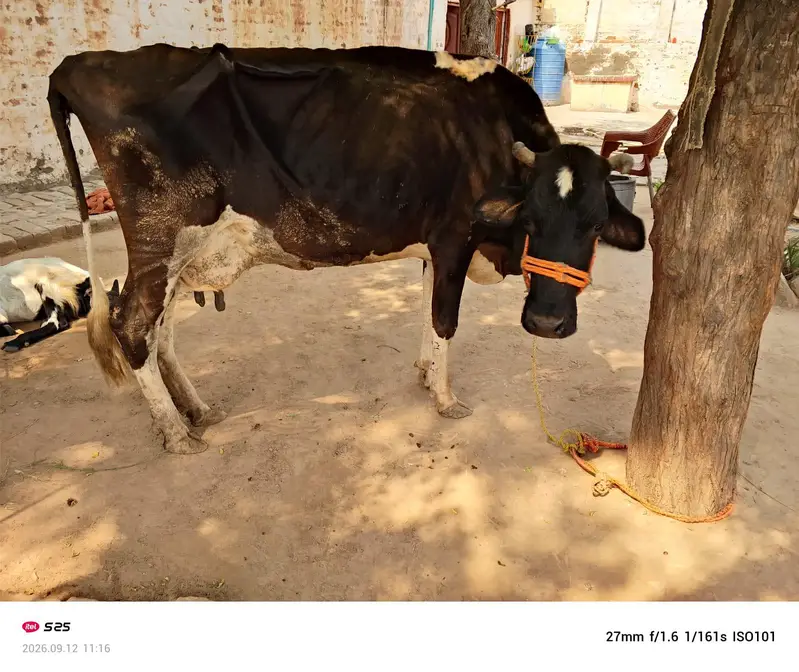 2 cow for sale ak k sat bacha hy — photo 4