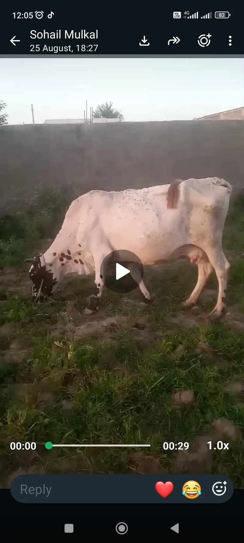 2 cow for sale ak k sat bacha hy — photo 5